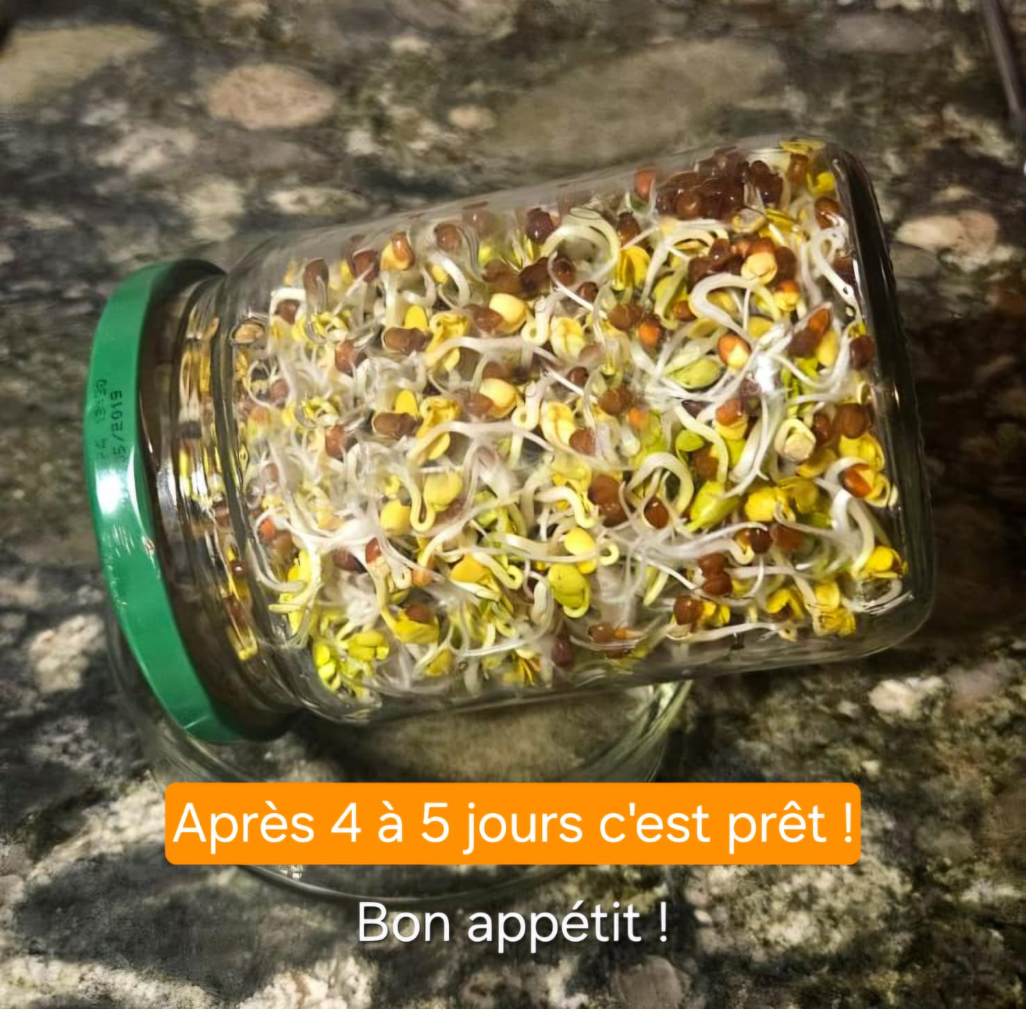 Préparation des graines germées